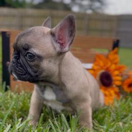Boy 1 - Fawn male French Bulldog puppy in Miami, Florida from Oceanside French Bulldogs