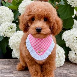 Oliver-Toy Poodle - Red male Companion Cross puppy in Morehead, Kentucky from Paw Perfect Pets