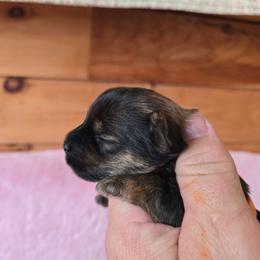 Boy 2 - Tan male Yorkshire Terrier puppy in Mountain Grove, Missouri from Precious Puppies