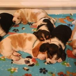 Basset Hounds from Freeman's Floppy Eared Bassets