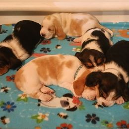 Basset Hounds from Freeman's Floppy Eared Bassets
