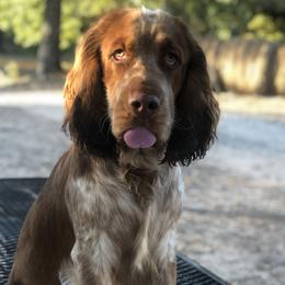 Copper - English Springer Spaniel