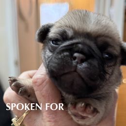 FAWN GIRL 2 - Fawn female Pug puppy in Saugus, Massachusetts from Pug Puppies of Boston