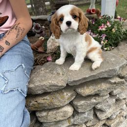 Aggie - Akc Ch Sired - Blenheim female Cavalier King Charles Spaniel puppy in Shepherdsville, Kentucky from Cavalierkentuckypride