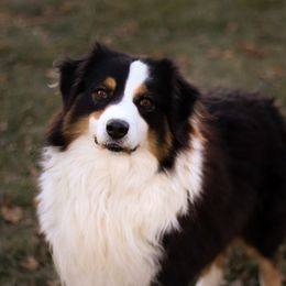 Mark - Australian Shepherd