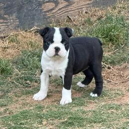 Clover - Black and white female Boston Terrier puppy in Newnan, Georgia from Down South Bostons