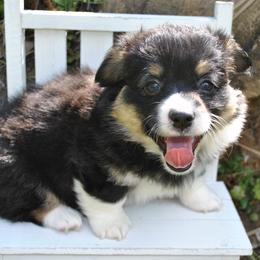 Glory - Black and tan female Pembroke Welsh Corgi puppy in Hotchkiss, Colorado from Grand Mesa Corgis