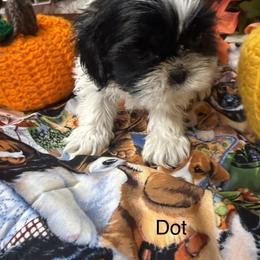 Dot - Black and white female Shih Tzu puppy in Conway, Missouri from Hillside Loop Kennel LLC