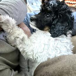 Hunter - Phantom male Poodle puppy in Stanley, Wisconsin from McJare's Puppy Palace