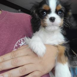 Small tricolor boy Mr.RED - Tri-color male Cavalier King Charles Spaniel puppy in Grand Prairie, Texas from Westchester Cavaliers
