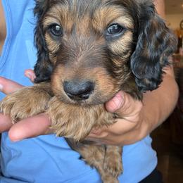 Revel - Red male Dachshund puppy in West Plains, Missouri from Little Legs Legacy