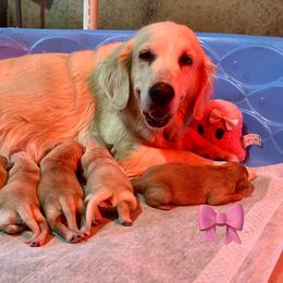 6th Boy - Golden male Golden Retriever puppy in Ohatchee, Alabama from The Golden Life