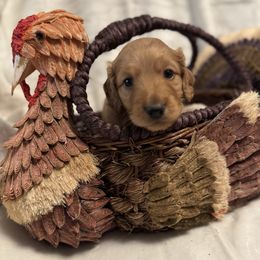 Theodore - Red male Dachshund puppy in Franklin, Tennessee from Wendy's Weenies