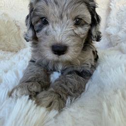 Ariel - female Australian Mountain Doodle puppy in Fullerton, California from Emerald Creek Doodles