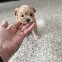 Buffy - Apricot female Maltipoo puppy in Bowling Green, Kentucky from Denise Clark