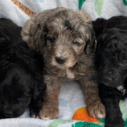Toffee - Merle male Goldendoodle puppy in Captain Cook, Hawaii from Big Island Goldendoodles