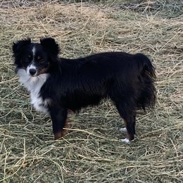 Izzy - Toy Australian Shepherd