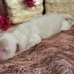 Abby - Cream female Dachshund puppy in Pace, Florida from Shoebox Doxie’s
