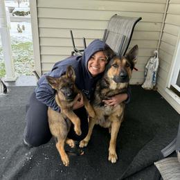 Gray Collar (Calypso) - Sable female German Shepherd puppy in Hermitage, Pennsylvania from Shepherds of the Hundred Acres