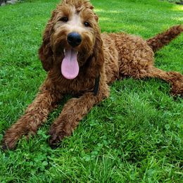 Goldendoodles from Cedar River Kennel