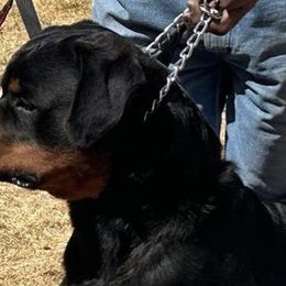 Rottweilers from Patrick's Pups