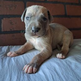 Blue Fawn Male - Fawn male Great Dane puppy in Cunningham, Kansas from Garden Grove Great Danes