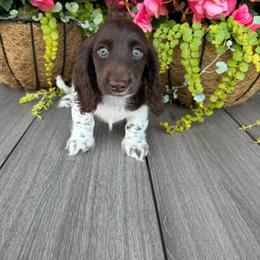 Archie - Piebald male Dachshund puppy in Aurora, Missouri from Baker Farms