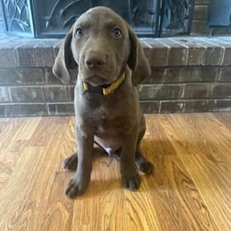 Yellow Boy - Brown male Chesapeake Bay Retriever puppy in Dallas, Texas from Cedar Ridge Chessies