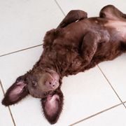 Curly-Coated Retriever Puppies from Tyneside Curlies
