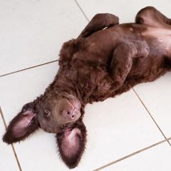 Curly-Coated Retriever Puppies from Tyneside Curlies