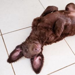 Curly-Coated Retriever Puppies from Tyneside Curlies
