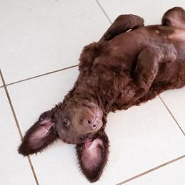 Curly-Coated Retriever Puppies from Tyneside Curlies