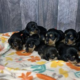 Girl 1 - female Dachshund puppy in New Caney, Texas from Liberty Dachs