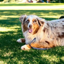 Australian Shepherd puppies from Spectacular Aussies and Cavaliers