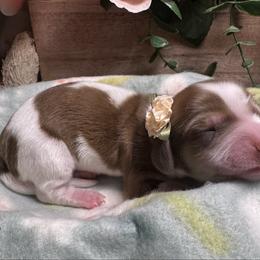 Girl 4 - Piebald female Dachshund puppy in Alice, Texas from Crimson’s longhair Dachshunds