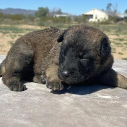 Pink-3 weeks old - Fawn female Belgian Malinois puppy in Golden Valley, Arizona from Desert Wind Kennels