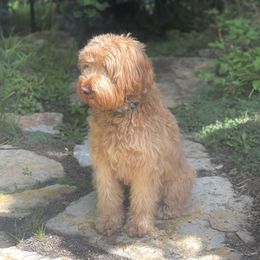 Bailey - Goldendoodle