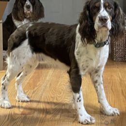 English Springer Spaniel All Grown Up from Sugar Creek Springer Spaniels