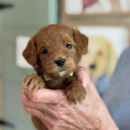 Glow - Red  female Goldendoodle puppy in Wharton, Texas from Little Fur Friends