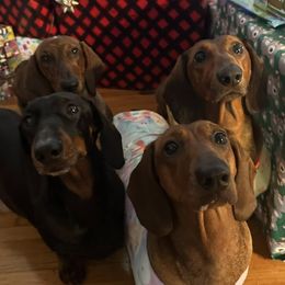 Dachshunds from Invicta Hounds