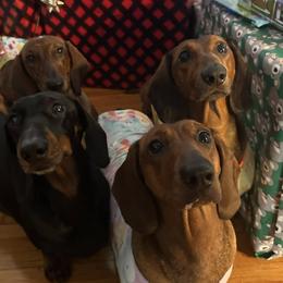 Dachshunds from Invicta Hounds