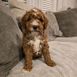 Pecan - Red  male Goldendoodle puppy in Fordland, Missouri from K&K's Puppy Kingdom
