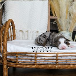 Girl 5 - Miniature Australian Shepherd puppy in Oshoto, Wyoming from Way Out West Toy & Mini Aussies
