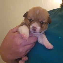 Bottle Baby Boy 2 - White and red male Pembroke Welsh Corgi puppy in Keysville, Virginia from CL&L Corgi's