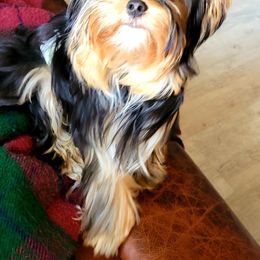 Zie - Yorkshire Terrier