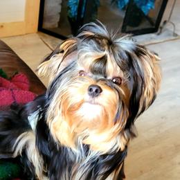 Zie - Yorkshire Terrier