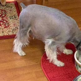 Miniature Schnauzer Puppies from Pierhaus Minature Schnauzers