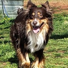 Aussiedoodles and Australian Shepherds from Awesome Doods and Aussies Too