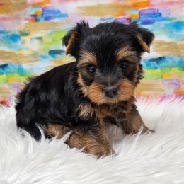 Trig - Blue and gold male Yorkshire Terrier puppy in Monticello, Iowa from Ashley’s Puppies