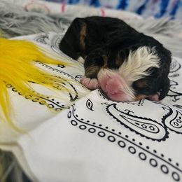 Queso (yellow girl) - Tri-color Bernese Mountain Dog puppy in Lecanto, Florida from DBDR Berners and Saints